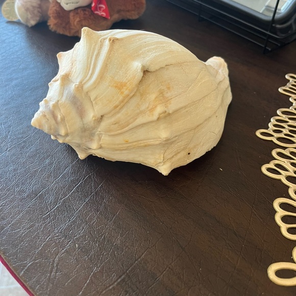 CONCH SHELL - Picture 3 of 8